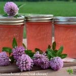 This red clover jelly recipe is one way to use an abundance of clover blossoms.