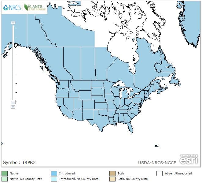 Red Clover USDA range map