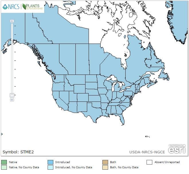 Range map of Stellaria media, common chickweed