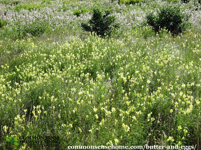 Butter and Eggs, Linaria vulgaris, also known as wild snapdragon. Range and identification. Uses for wildlife, medicine and as a dyeing plant.