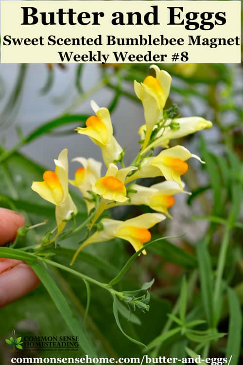 Butter and Eggs, Linaria vulgaris, also known as wild snapdragon. Range and identification. Uses for wildlife, medicine and as a dyeing plant.