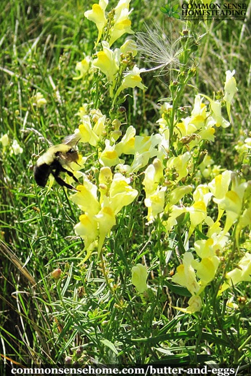 Butter and Eggs, Linaria vulgaris, also known as wild snapdragon. Range and identification. Uses for wildlife, medicine and as a dyeing plant.