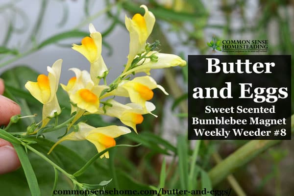 Butter and Eggs, Linaria vulgaris, also known as wild snapdragon. Range and identification. Uses for wildlife, medicine and as a dyeing plant.