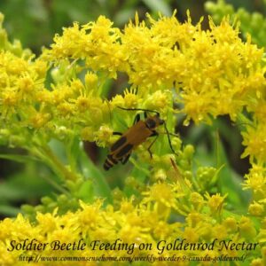 soldier-beetle