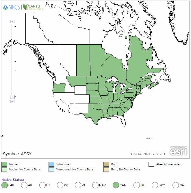 Asclepias syriaca range map