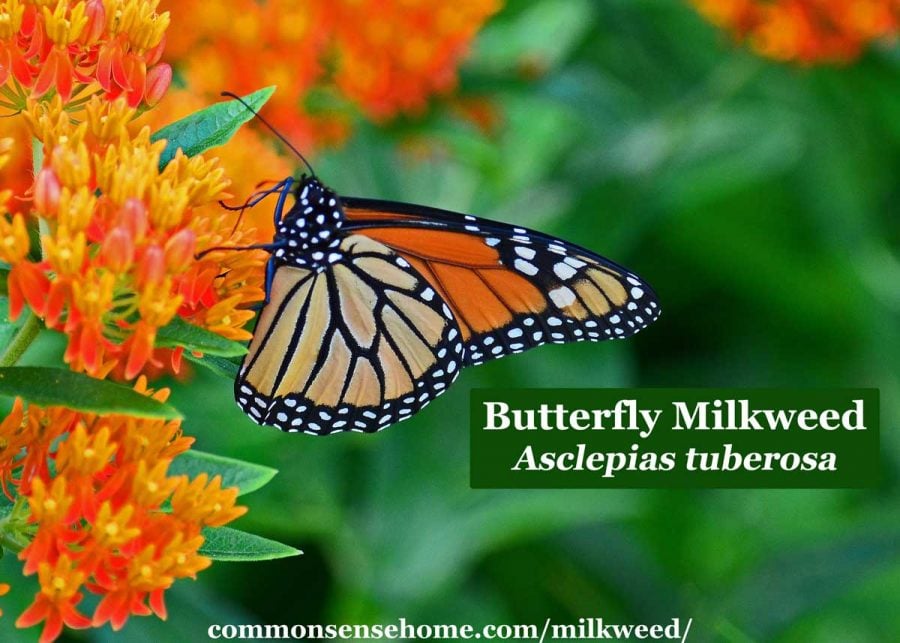 Asclepias tuberosa flowers with monarch butterfly