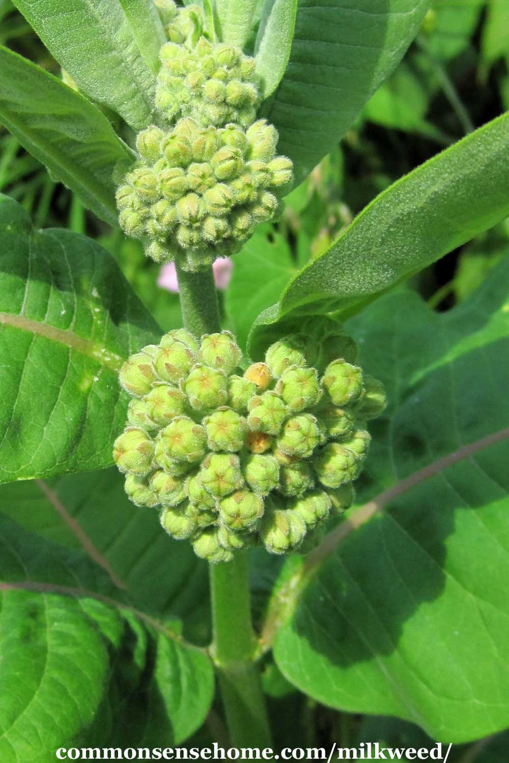 Asclepias syriaca flower buds