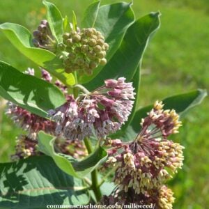 Marvelous Milkweed - Answers to 21 Common Questions