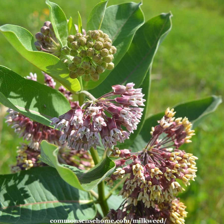 common milkweed flowers