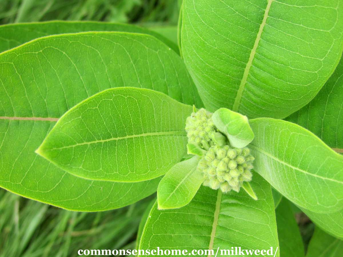 common milkweed leaves