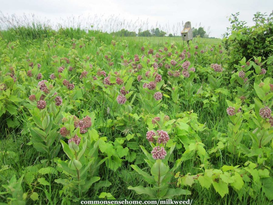 milkweed patch