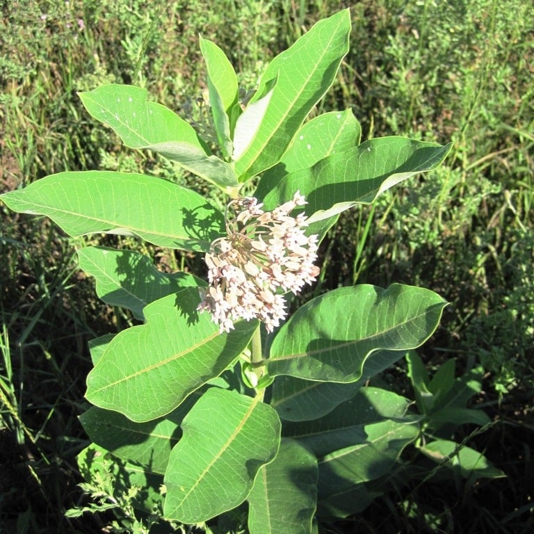 Common Milkweed - Weekly Weeder #10