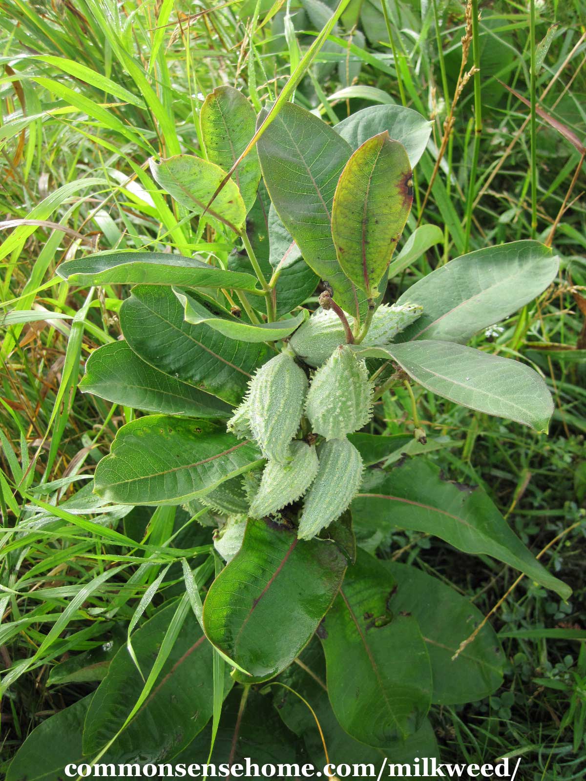 narrow leaf milkweed seedling