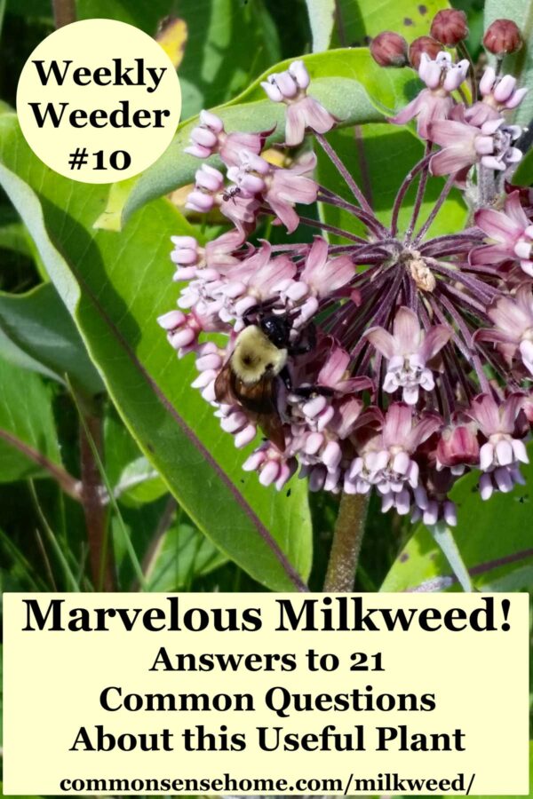 milkweed plant with flowers