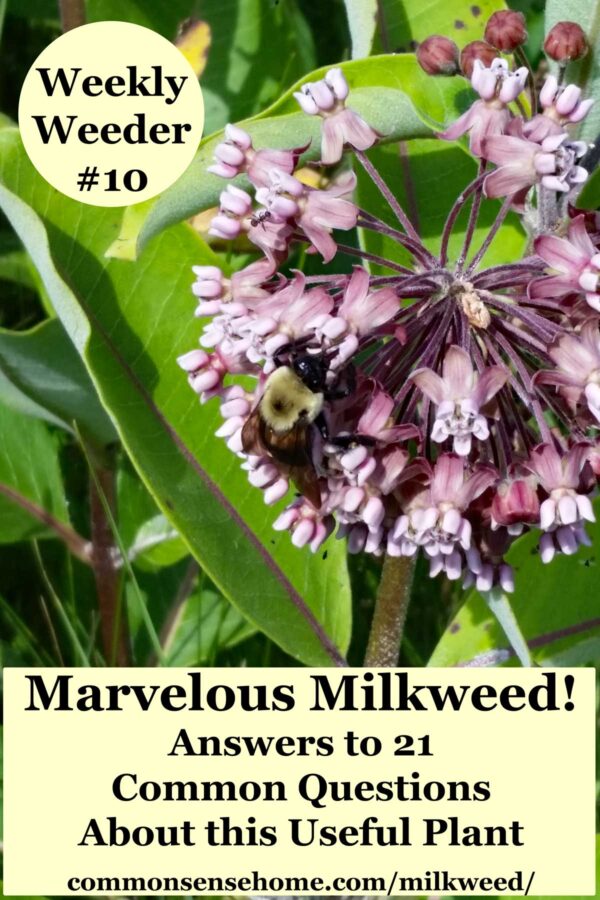 Marvelous Milkweed Answers To 21 Common Questions