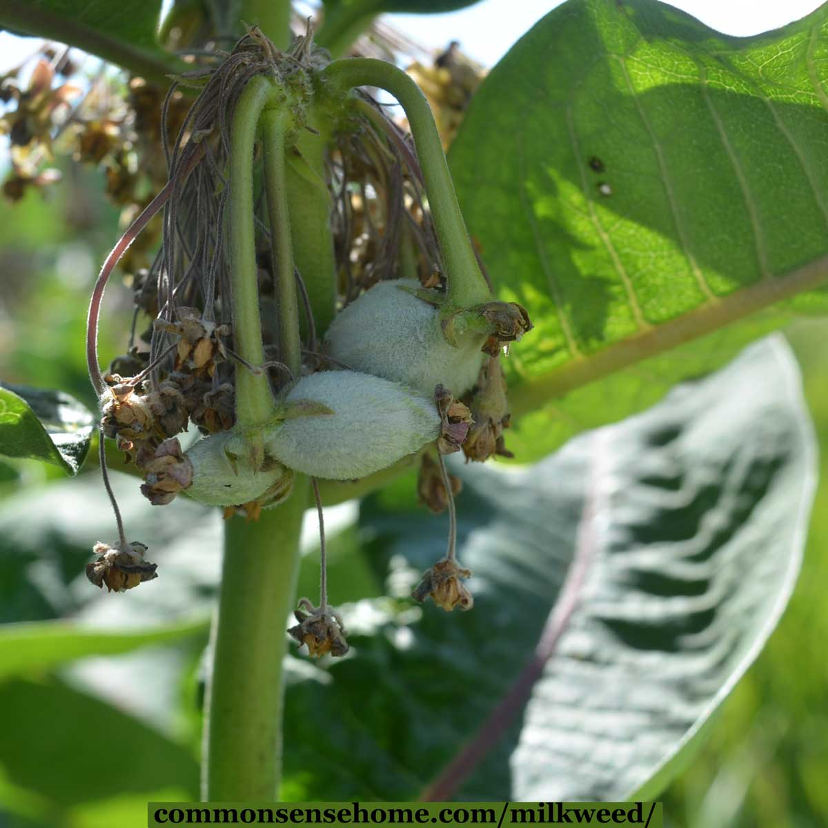 Asclepias syriaca immature seed pods