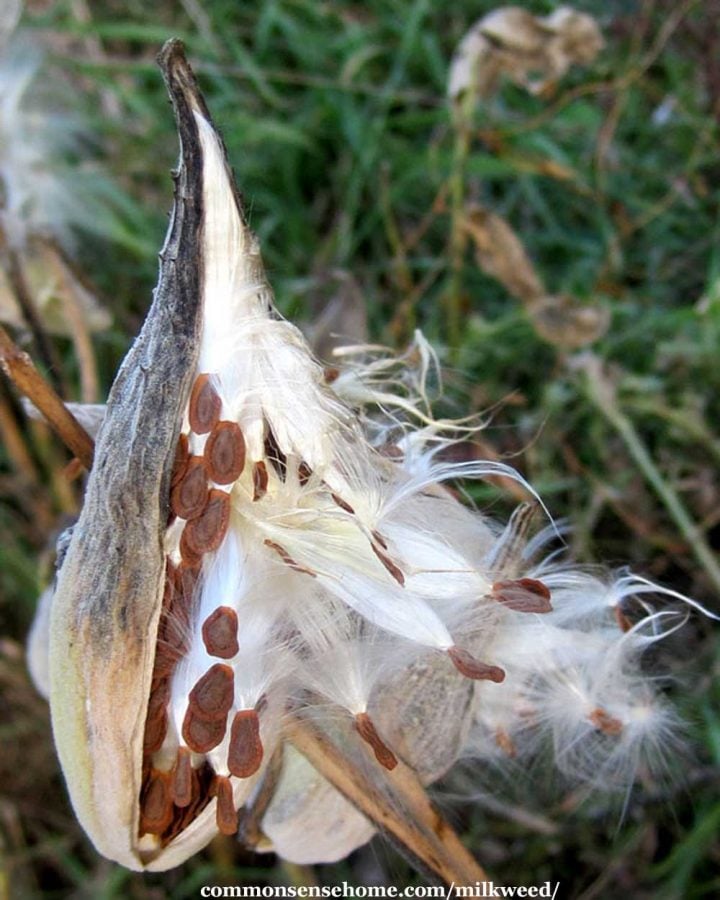 mature milkweed seed pod with seeds and fluff