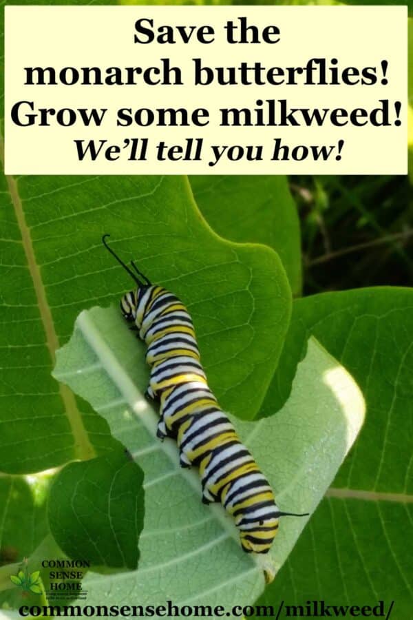 monarch caterpillar on milkweed plant