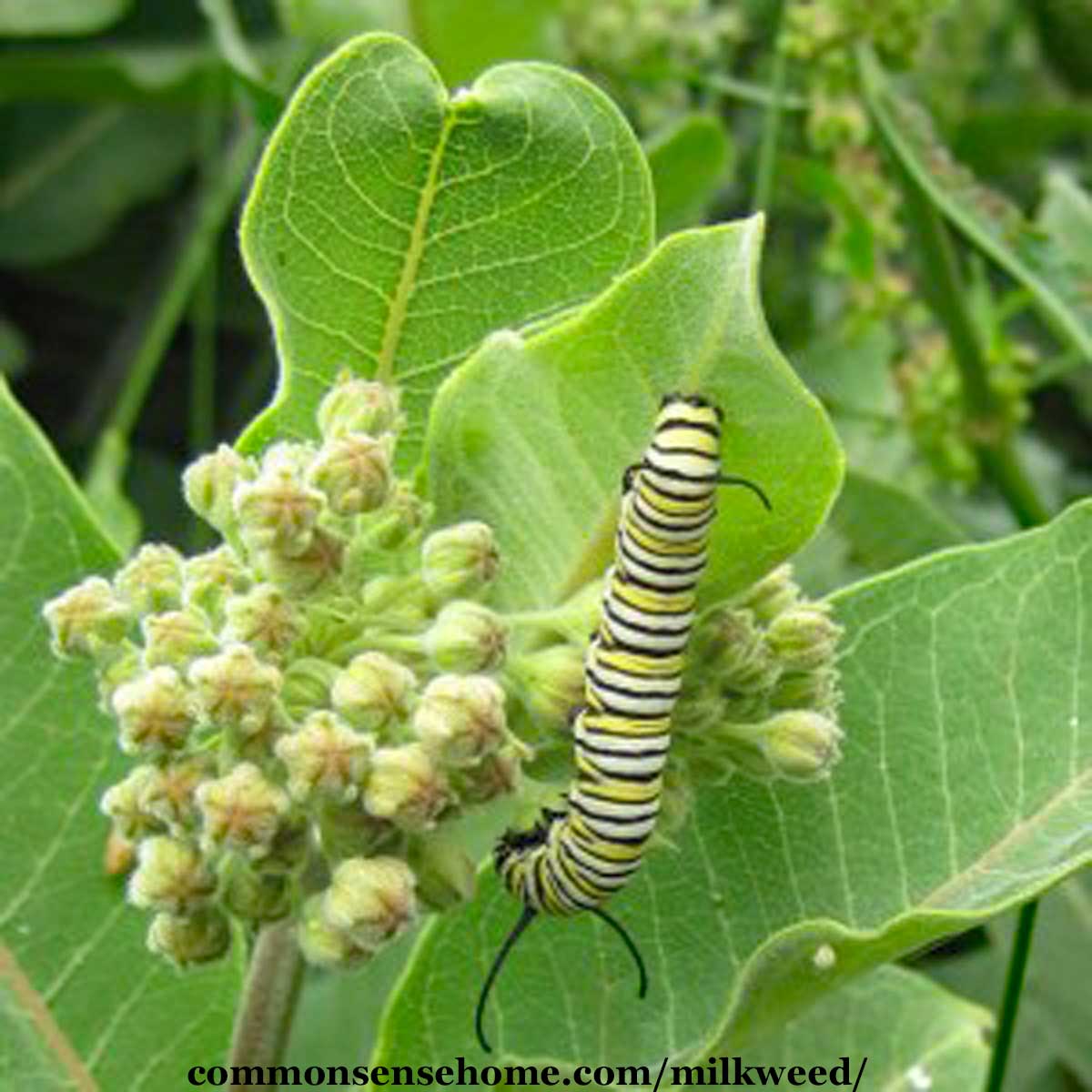 monarch butterfly caterpillar