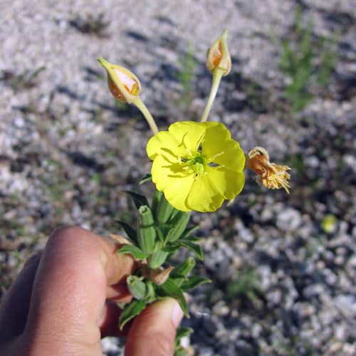 Evening Primrose, Oenothera biennis – Weekly Weeder #11