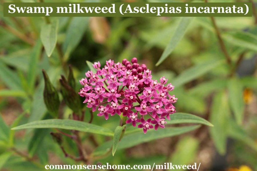 Asclepias incarnata flowers