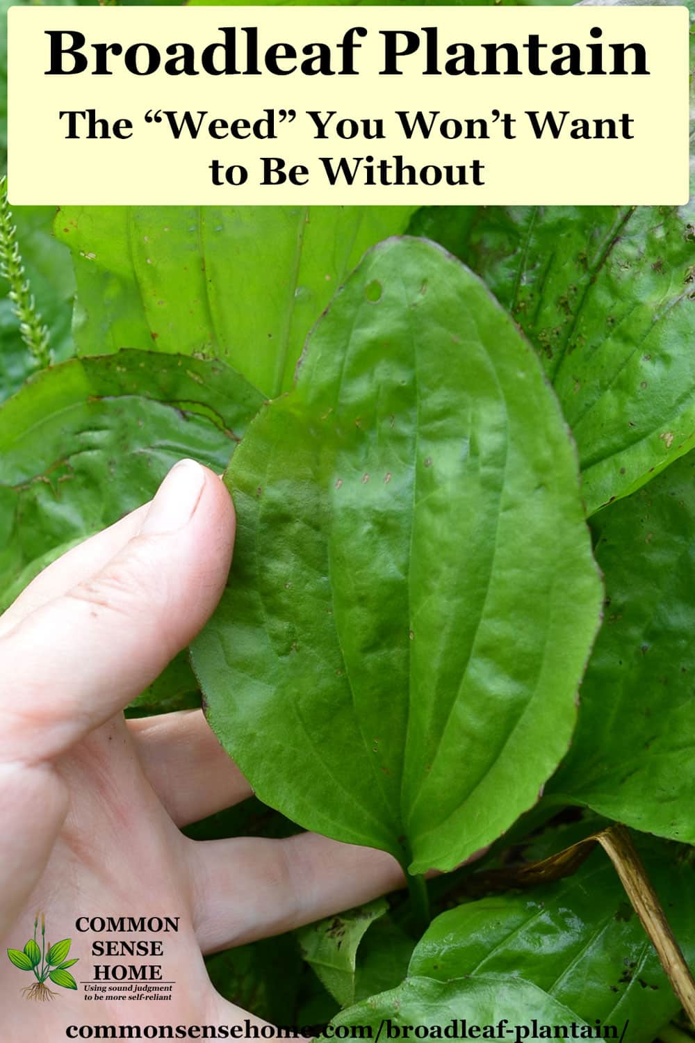 broadleaf plantain leaf