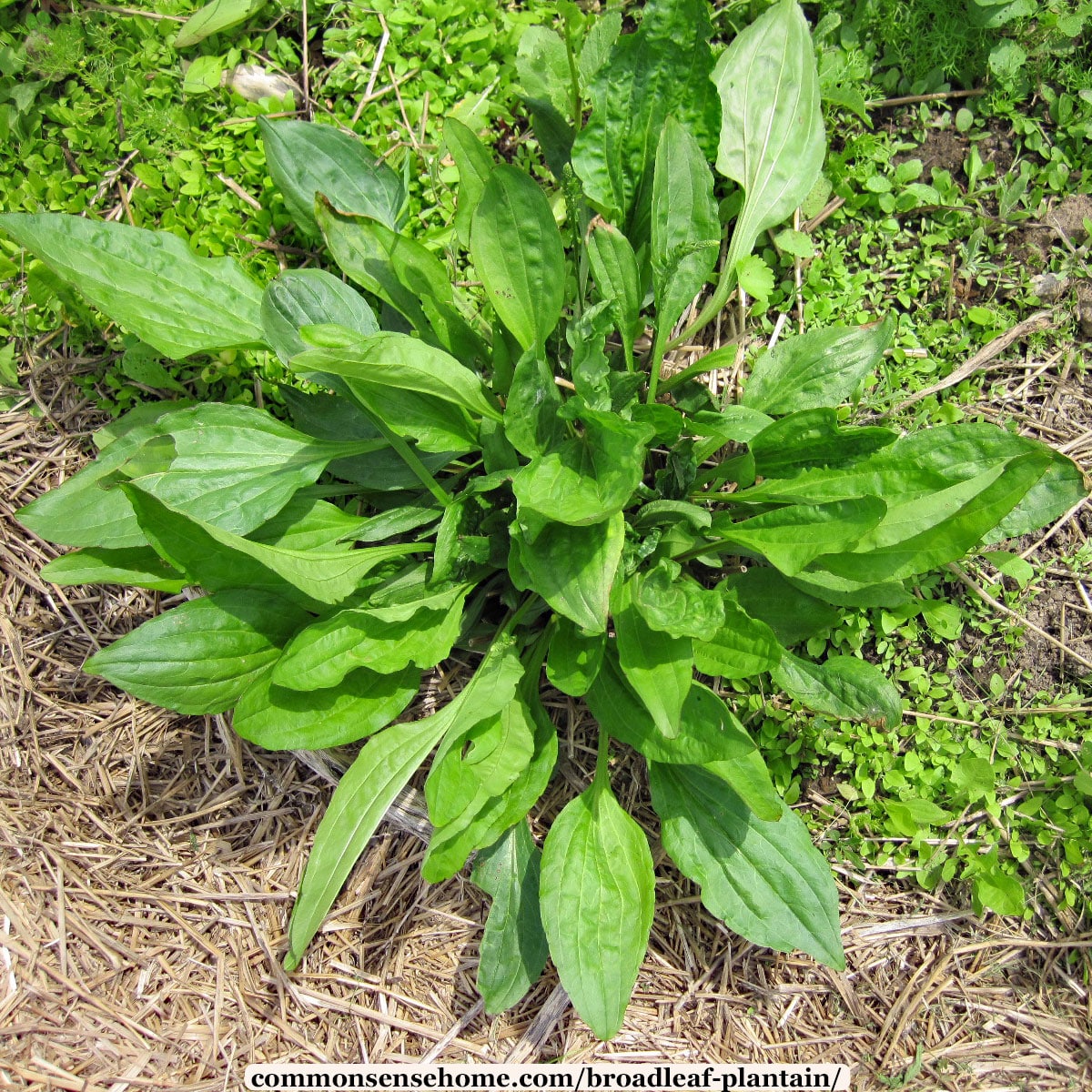 broadleaf plantain – the “weed” you won't want to be without