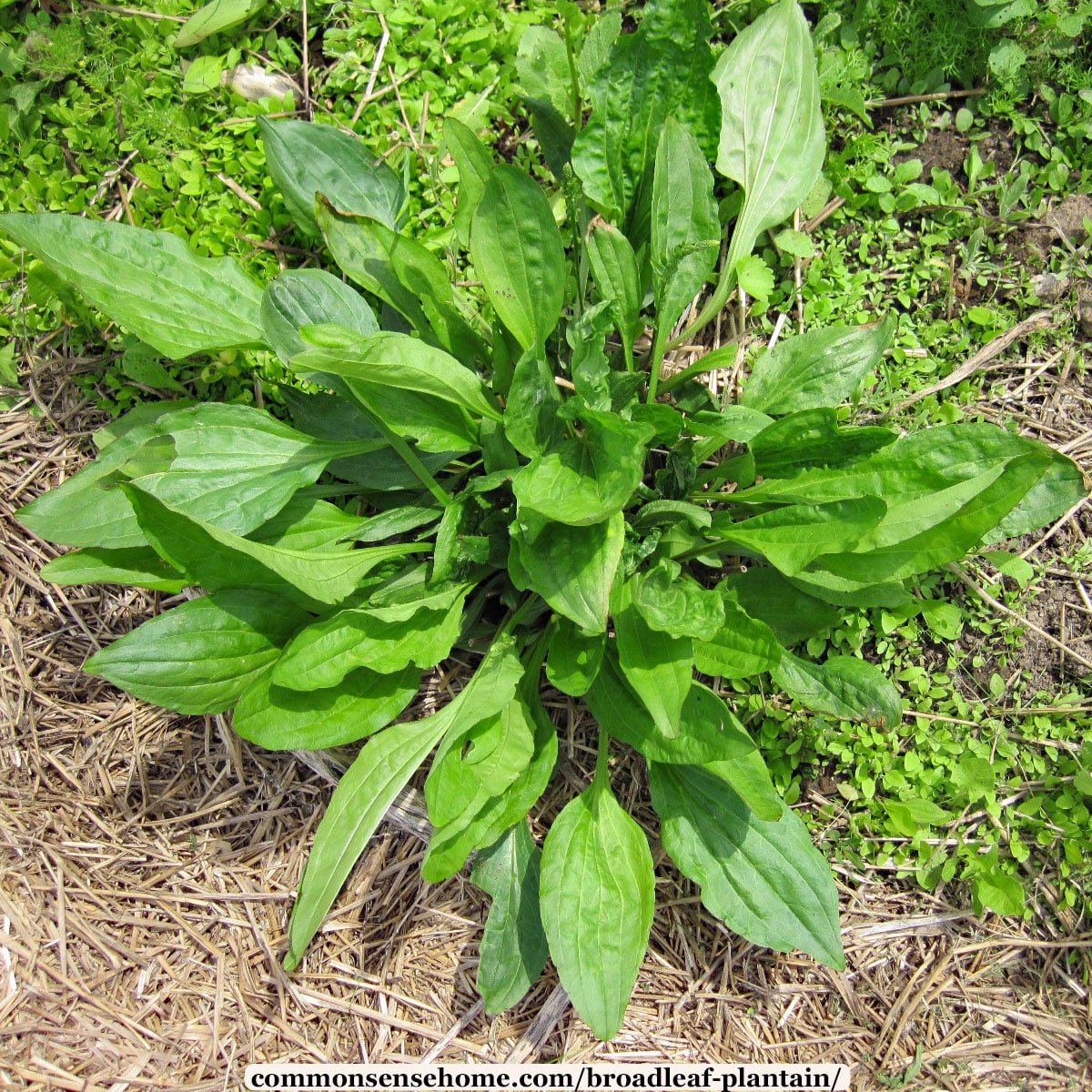 Image of Person holding narrow leaf plantain leaves