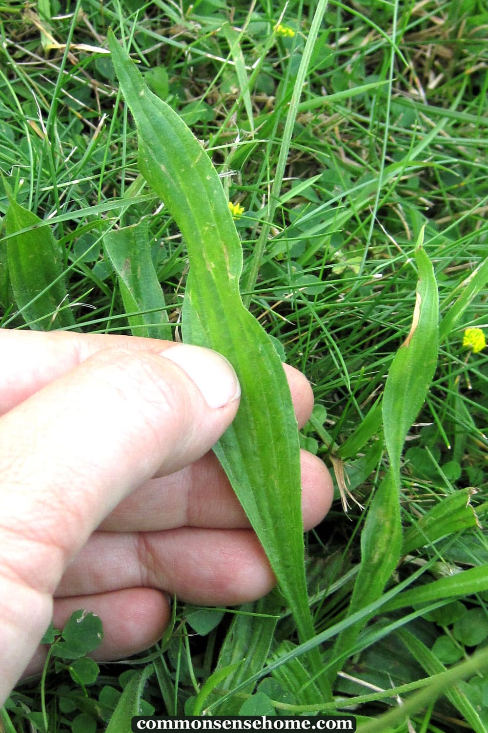 buckhorn plantain - plantago lanceolata