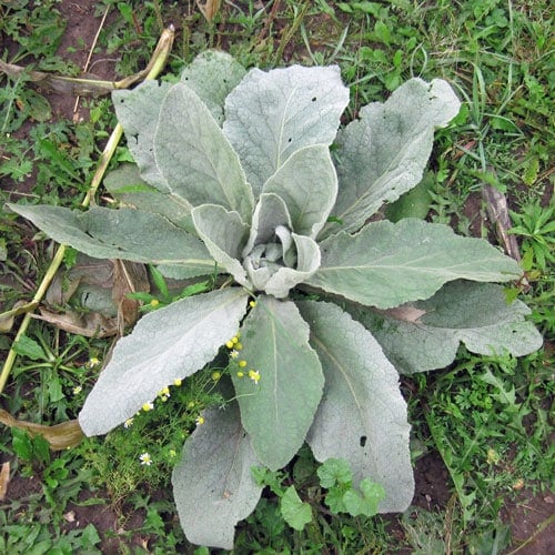 Common Mullein - Weekly Weeder #13