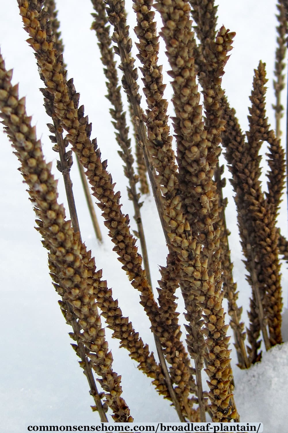 Image of Broadleaf plantain seed head