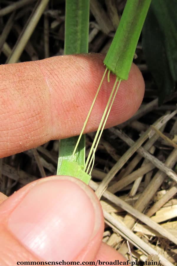 strings in the stem of plantago major