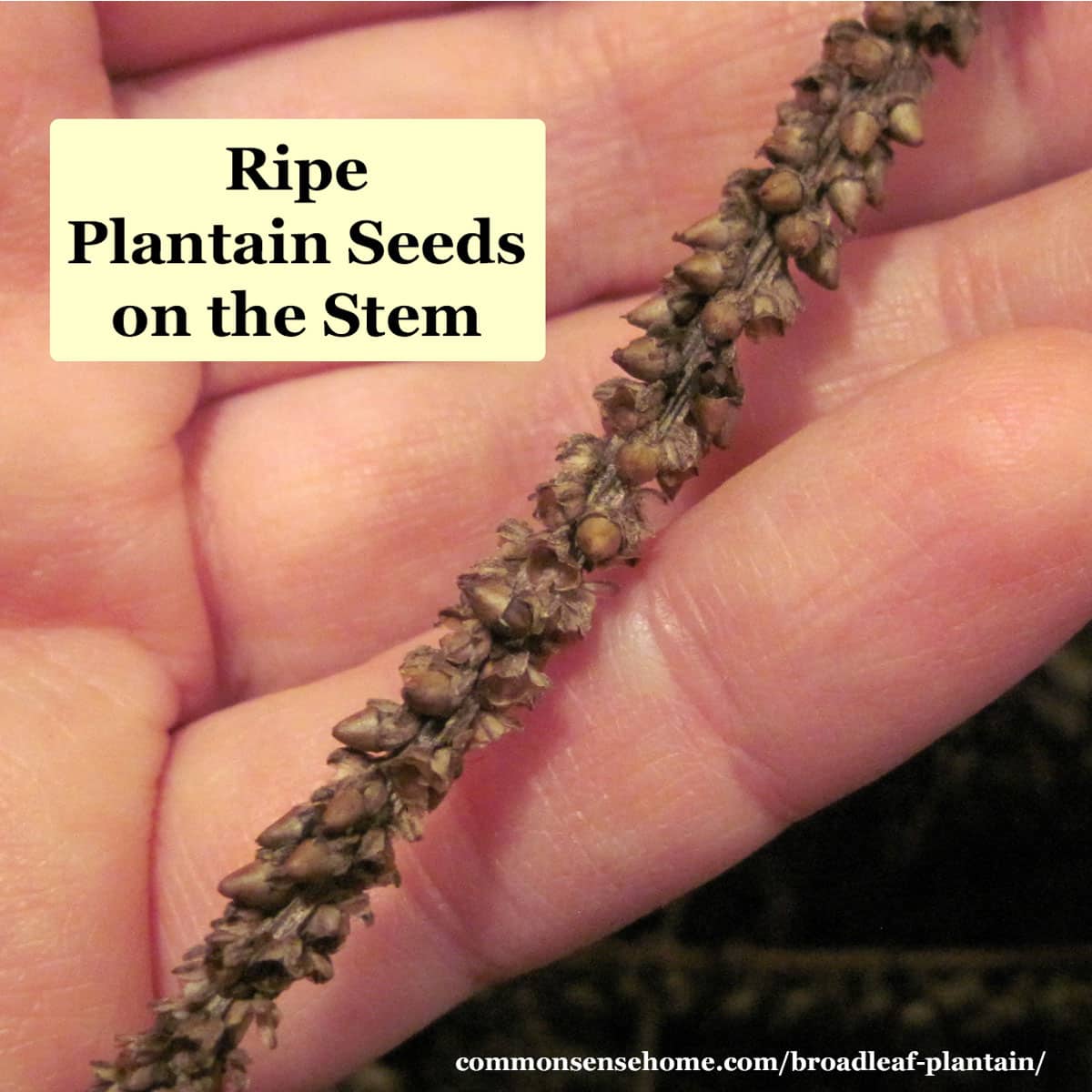 plantain weed seed stems