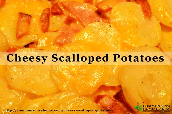 Homemade cheesy scalloped potatoes are old-fashioned comfort food that can be teamed up with ham for a main dish or served "as is" for a side.
