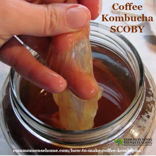 How to brew Coffee Kombucha with a kombucha SCOBY and sweetened coffee for a probiotic twist on your morning coffee habit.