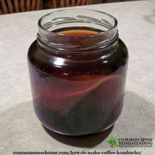 How to brew Coffee Kombucha with a kombucha SCOBY and sweetened coffee for a probiotic twist on your morning coffee habit.