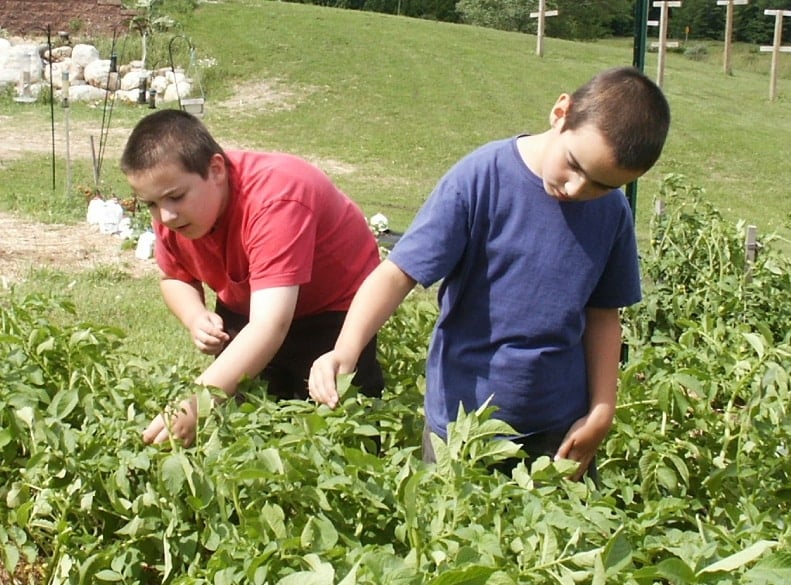 boys hunting potato beetles