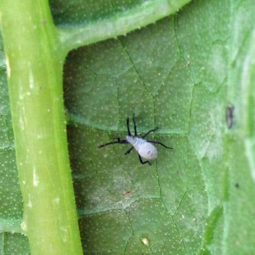 squash bug nymph (immature squash bug)