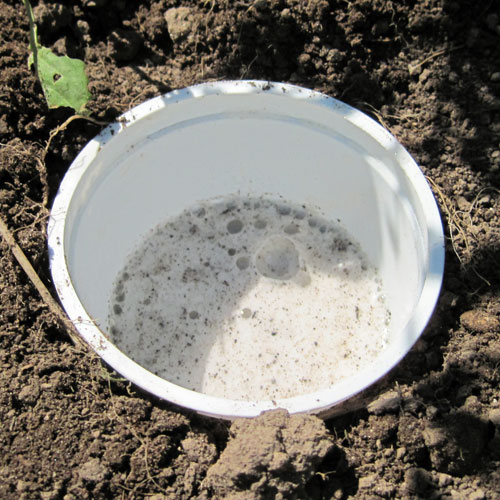 Slug trap with beer for natural pest control in the garden