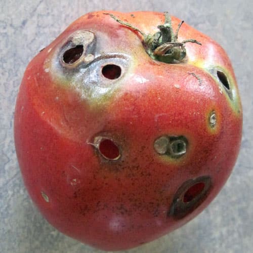 tomato with slug damage