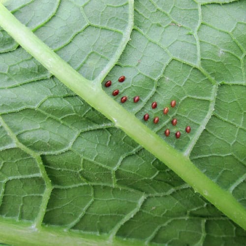 Squash bug eggs on underside of leaf