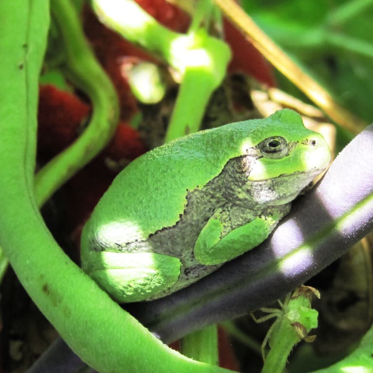 tree frog