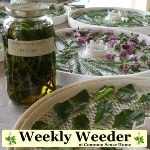 Weekly Weeder at Common Sense Home - drying herbs