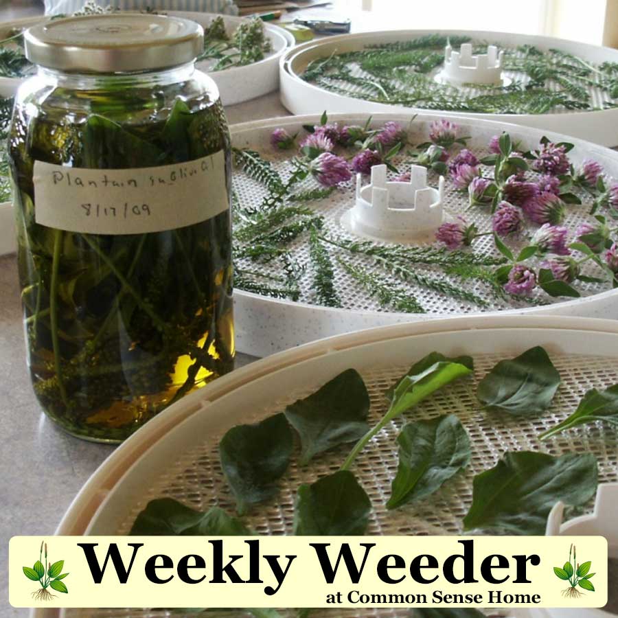 Weekly Weeder at Common Sense Home - ドライビングハーブ