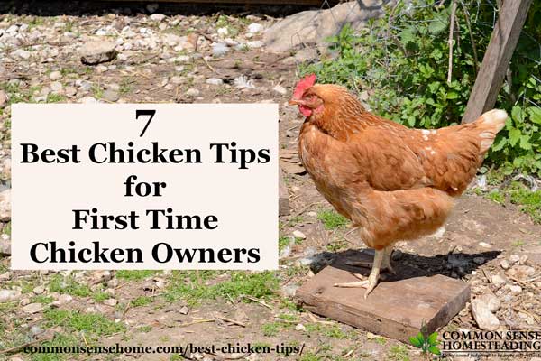 Top tips for raising chickens in cold weather