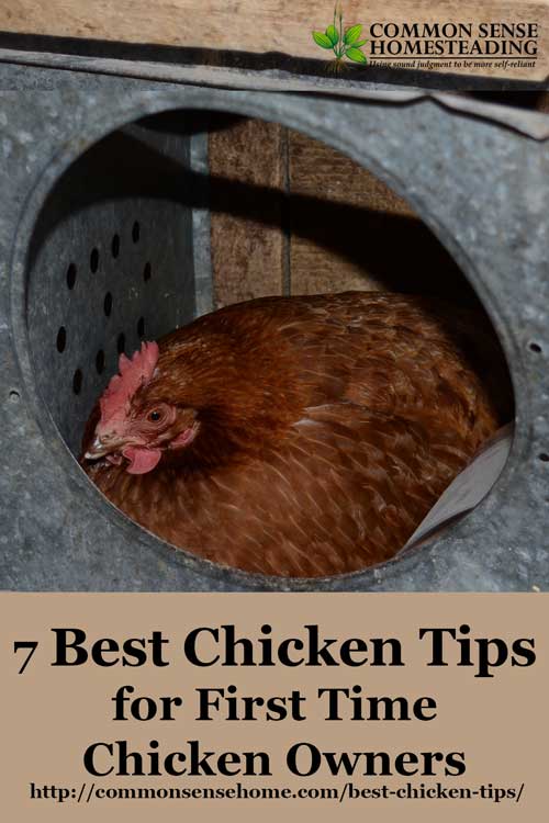 Get your flock started with the best chicken tips - How to buy chickens, "must have" items for your coop and run, chicken feeding and watering.