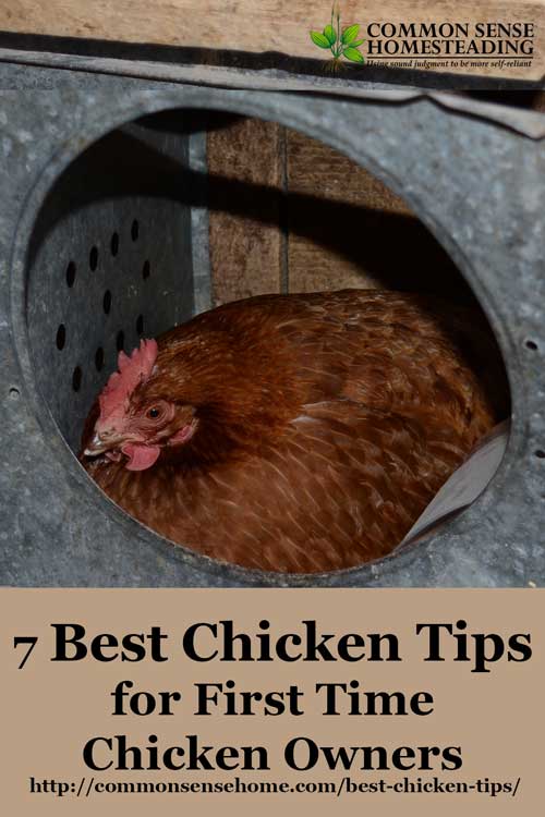 7 Best Chicken Tips For First Time Chicken Owners