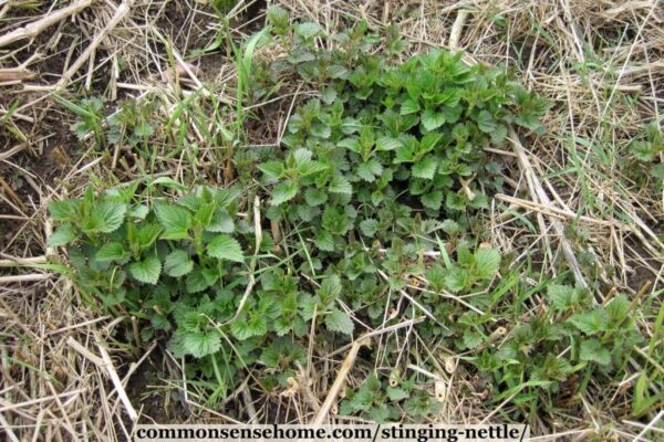 Stinging Nettle - One of the Most Useful Wild Plants