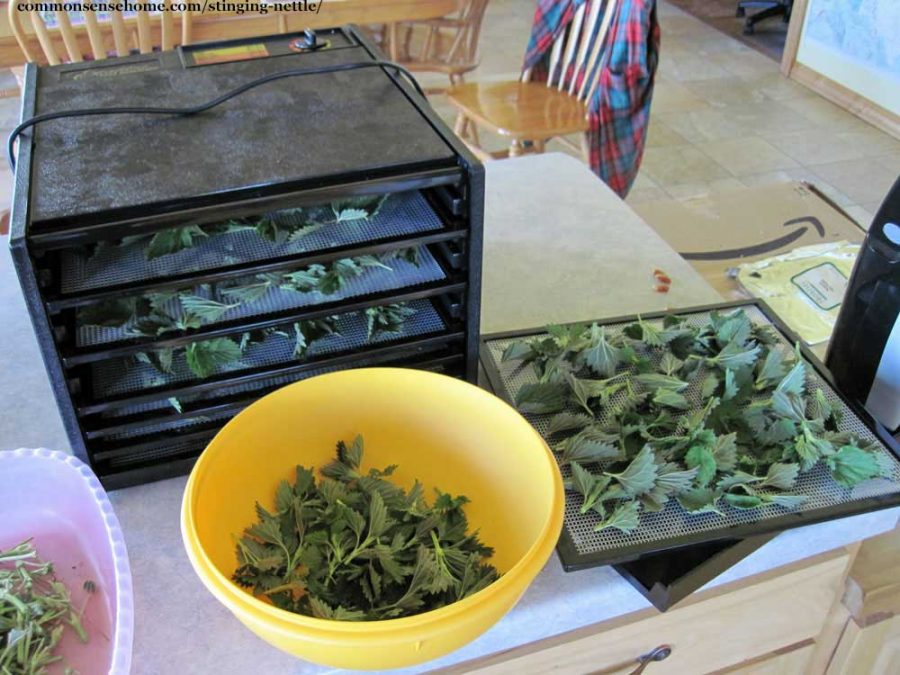 dehydrating leaves