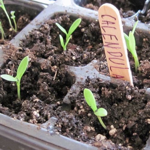 Planting seed indoors